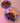 BBQ Baby Pork Ribs & Fried Chicken Wings