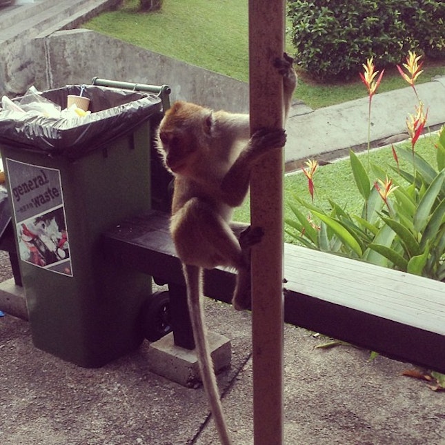 Monkey stealing people's food!