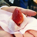 [Tokyo, Japan🇯🇵] At the famous Tsukiji Fish Market, before searching for good sushi and sashimi, first trying Ichigo Daifuku, strawberry with mochi filled with Azuki red bean paste).