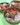Szechuan Black Bean Salmon Bowl ($7.90)