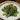 Kale & “Ma Haw” Salad
